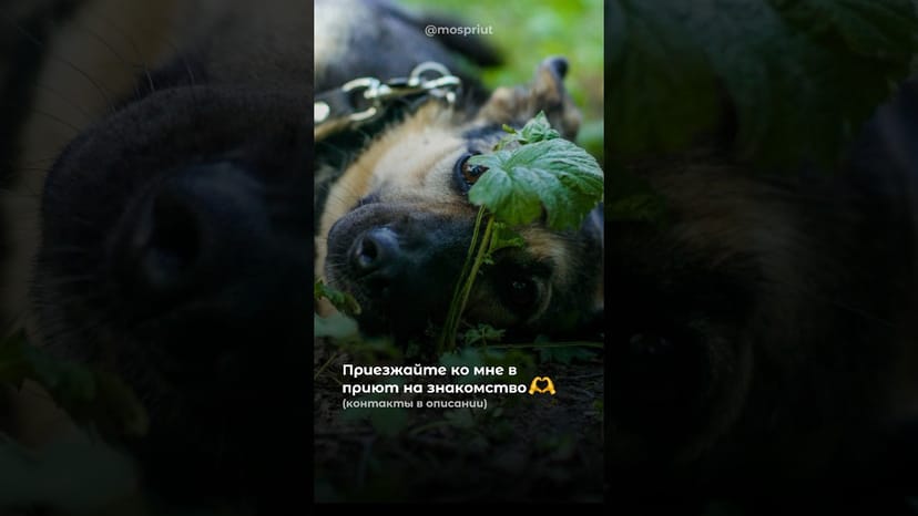 Видео «Миру из приюта Щербинка совсем не замечают целых 5 лет 😞Подарите ей дом🙏 #собакаизприюта #mospriut»