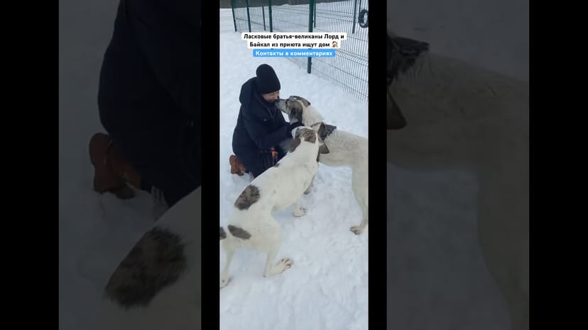 Видео «Братья-великаны Лорд и Байкал из приюта Щербинка ищут дома. Приезжайте на знакомство к ним в приют»