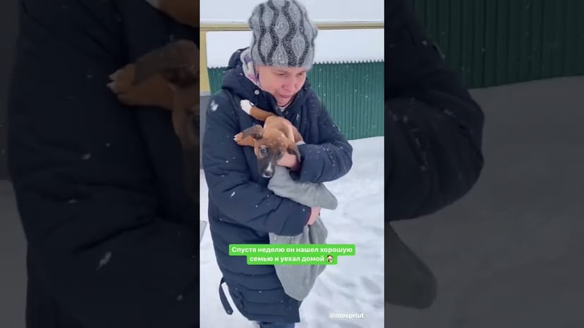 Видео «Маленький Крош из приюта Щербинка нашел семью и передает привет из дома #shorts #mospriut»