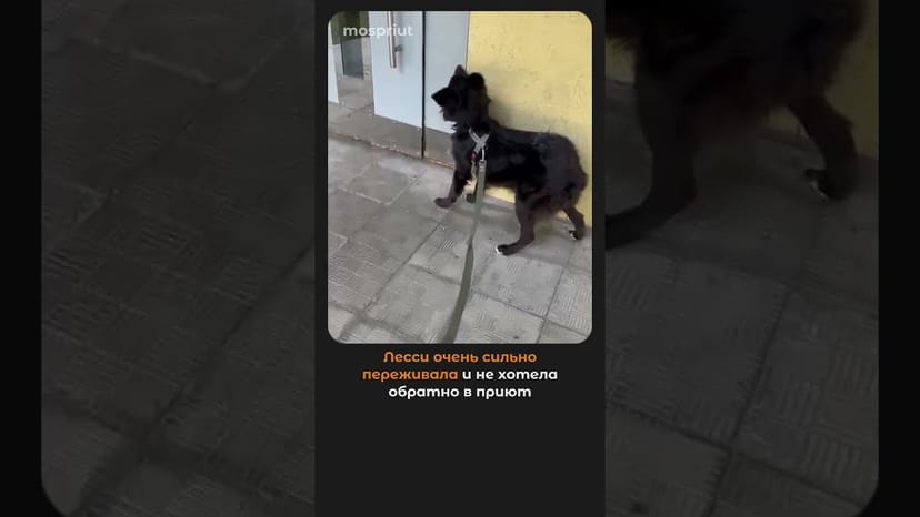 Видео «Лесси (Люси) из приюта Щербинка снова стала домашней #приютщербинка #мосприют #собакаизприюта»