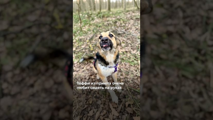 Видео «Любвеобильная собачка Тоффи из приюта Щербинка обожает сидеть на руках @mospriut»