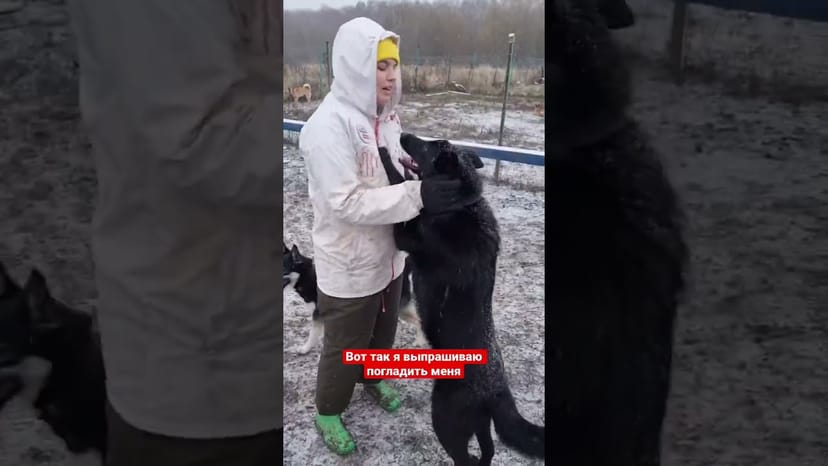Видео «Черная красавица Хельга из приюта Щербинка - молодая, ласковая и активная собака, мечтающая о доме»