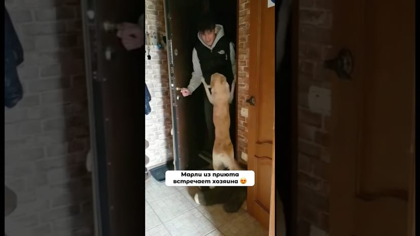 Видео «Марли совсем недавно уехал жить в новый дом. Теперь у него есть свой любимый хозяин 😍»