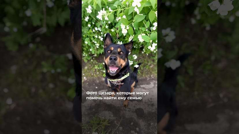 Видео «Несколько фото Цезаря из приюта для собак Щербинка, которые могут помочь найти семью 🥰 @mospriut»