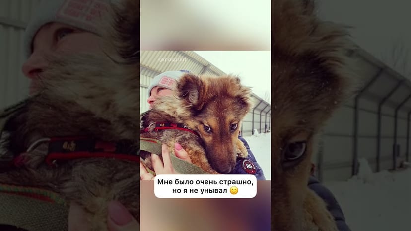 Видео «Привет из дома от Джафара/Джаспера, который попал в приют Щербинка маленьким щенком #shorts#mospriut»