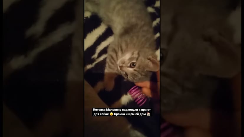 Видео «Котенка Мальвину подкинули в приют для собак Щербинка. Надо срочно найти ей дом 🏠»