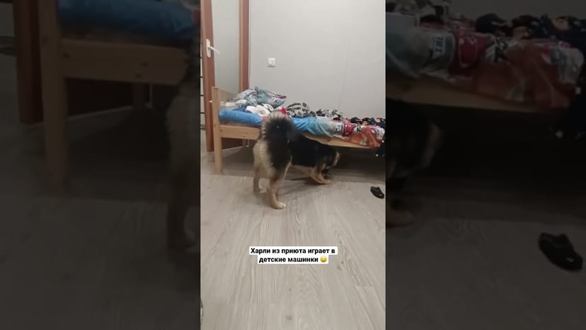 Видео «Харли из приюта Щербинка играет в детские машинки и передает привет из дома #shorts #mospriut»