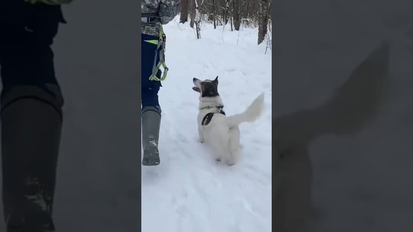 Видео «В этом видео вы увидите, как коротколапик Банни из приюта смешно ходит и попрошайничает лакомства»