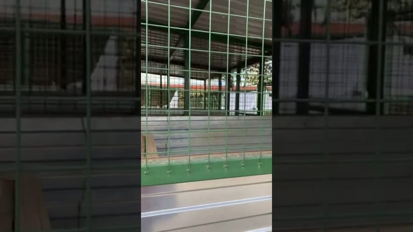 Видео «Собака из приюта Щербинка очень активно прыгает в вольере 😂»
