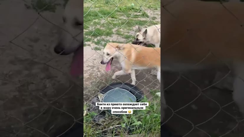Видео «Банти из приюта Щербинка любит в жаркие дни окунать морду в ведро с водой #shorts #mospriut»