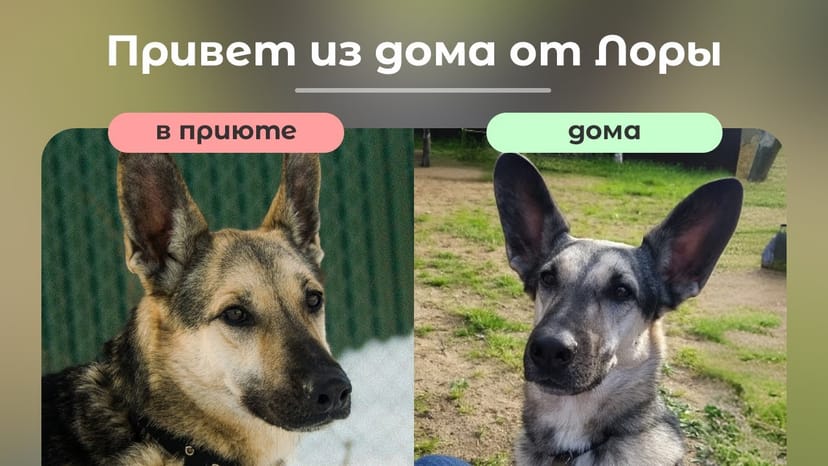 Видео «1.5 года счастливой домашней жизни Лоры из приюта Щербинка в одном видео ❤️»