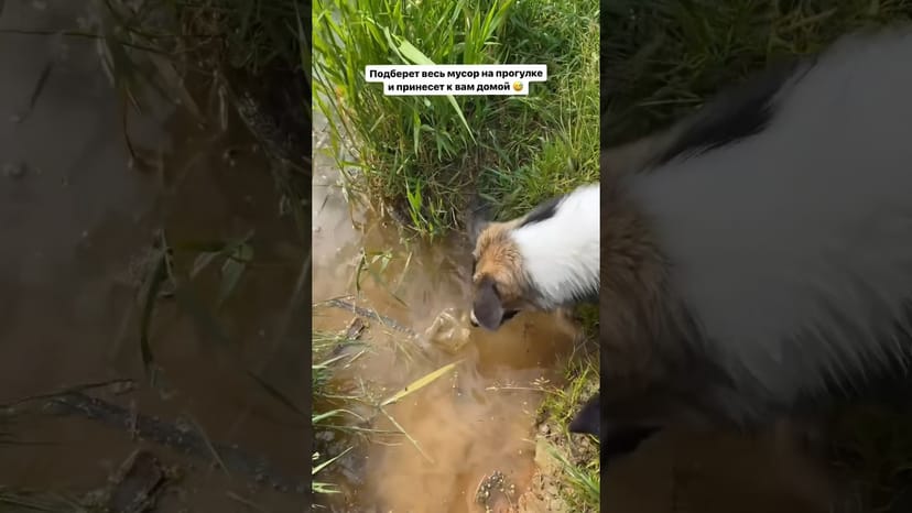 Видео «Эрна из приюта Щербинка подбирает весь мусор на прогулке😅 #мосприют #приютщербинка #смешныеживотные»