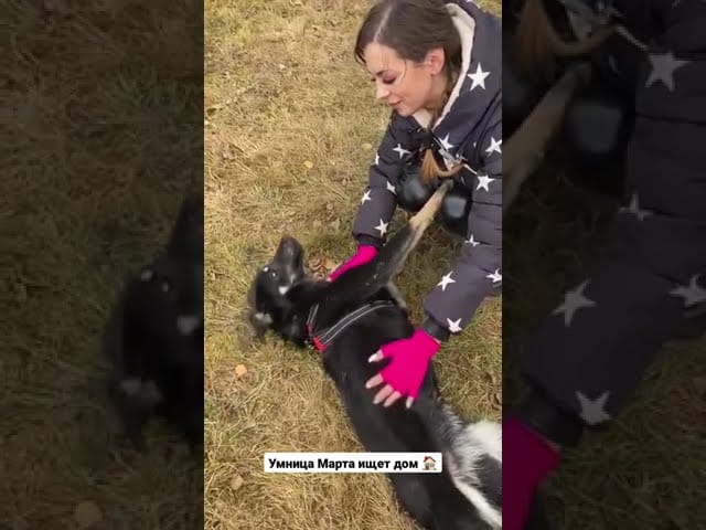 Видео «Марта из приюта Щербинка подставляет пузо для почесываний и даёт лапу за лакомства #shorts #mospriut»