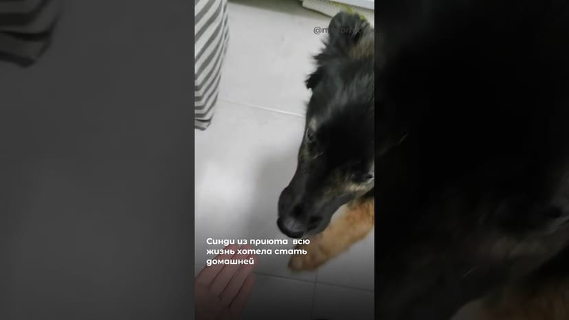 Видео «Любительница мячиков Синди из приюта Щербинка стала домашней спустя много лет жизни в вольере #приют»
