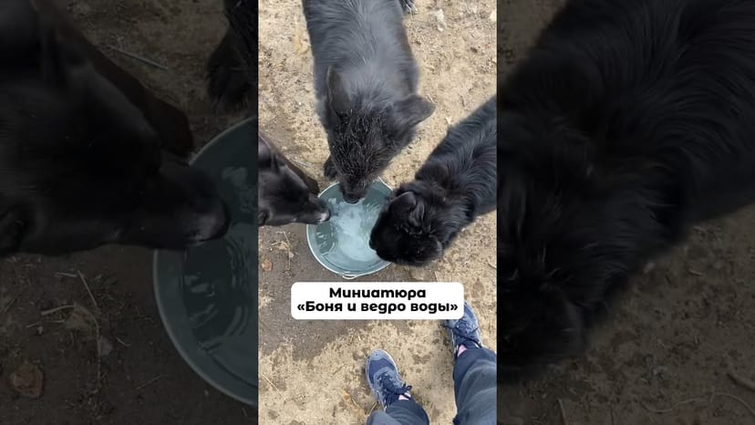 Видео «Ныряльщица Боня из приюта Щербинка готовится к жарким дням и репетирует охладительный процедуры 😂»