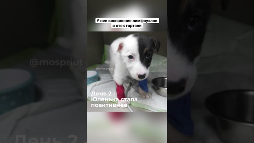 Видео «Щенку Юленьке из приюта Щербинка, которую подбросили в коробке нужна помощь в оплате стационара»