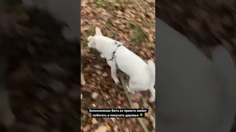Видео «Вита из приюта для собак Щербинка обладает очень красивой белой шубкой и ищет свою семью #mospriut»