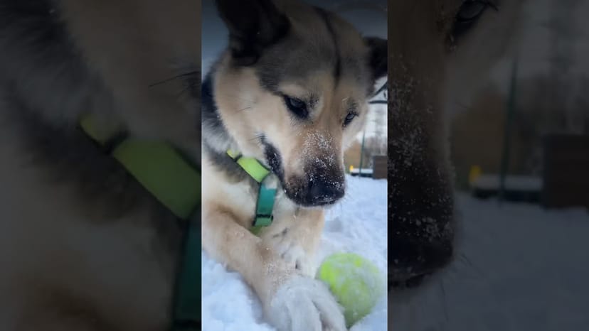 Видео «Майк продолжает играться в свои любимые мячики и напоминать вам, что он ищет любимых хозяев в приюте»