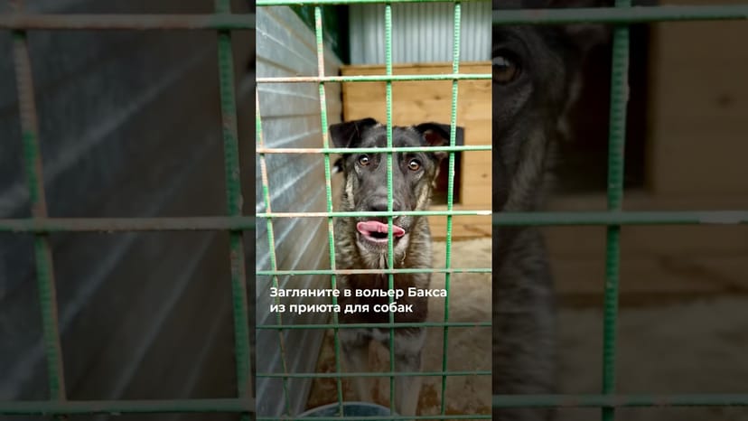 Видео «Загляните в вольер весельчака Бакса из приюта для собак Щербинка @mospriut»