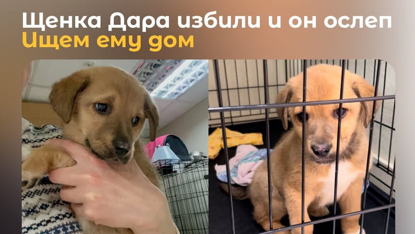 Видео «Маленький щенок Дарик ослеп из-за человеческой жестокости и теперь ищет хороших и надежных хозяев»