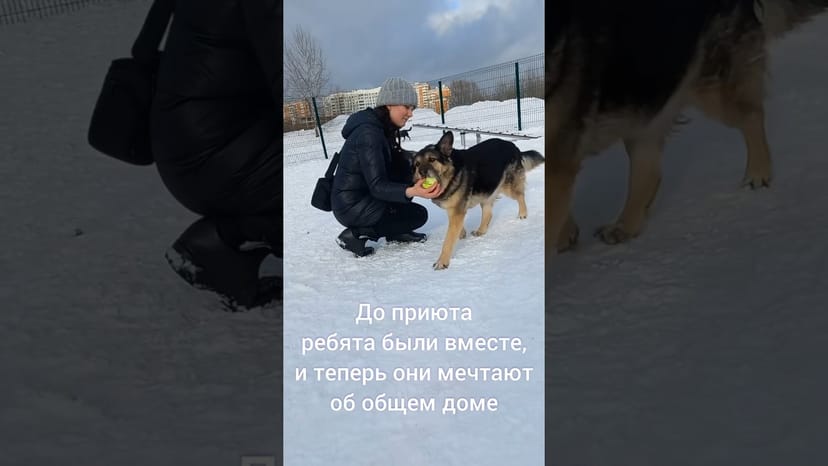 Видео «Дружная парочка Бублик и Туся когда-то вместе жили дома, а теперь ждут хозяев в приюте Щербинка 🤗»
