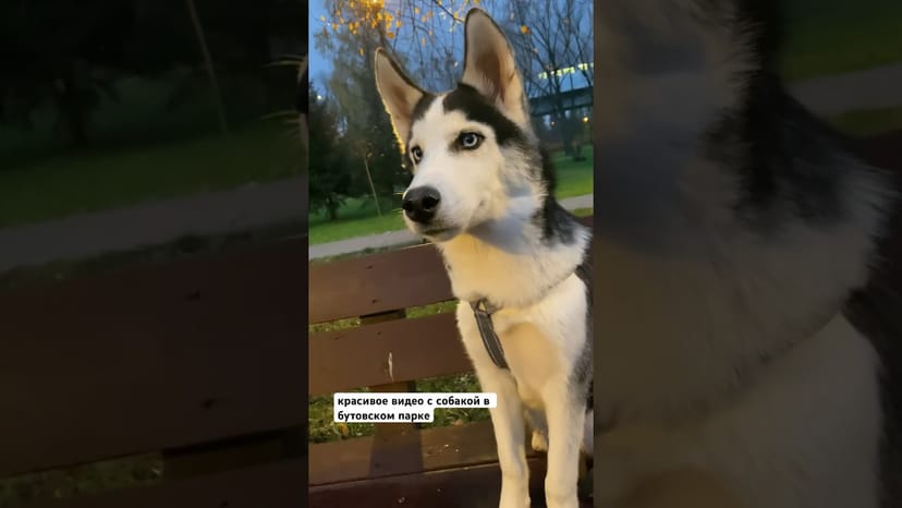 Видео «Снимаем красивое видео с Графом, чтобы найти ему дом в Бутовском парке 🔞 #приютщербинка»