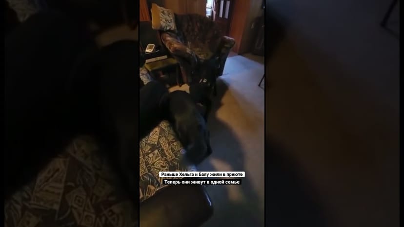 Видео «Хельга и Балу из приюта Щербинка теперь живут в одной семье 🥰 #собакаизприюта #мосприют #собака»