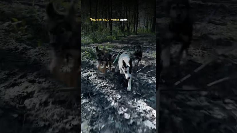 Видео «Новые щенки в приюте для собак Щербинка - Аргус, Мона и Лиза вышли на первую прогулку в лес»