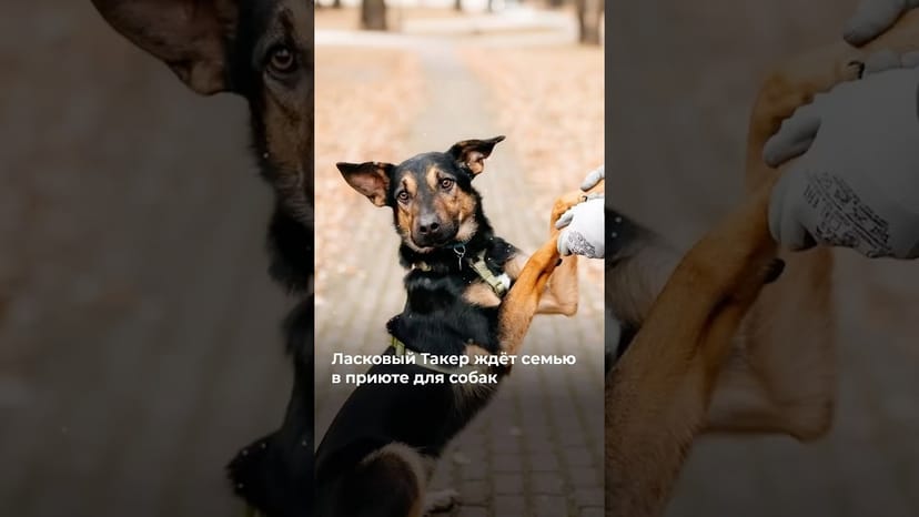 Видео «Такер около полугода живёт в приюте. Его подбросили на заправку совсем щенком.Ищем семью @mospriut»