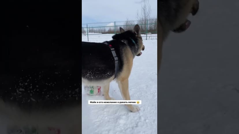Видео «Майк из приюта Щербинка обожает играть в мячик и иногда совсем не делает его отдавать 😂 #мосприют»