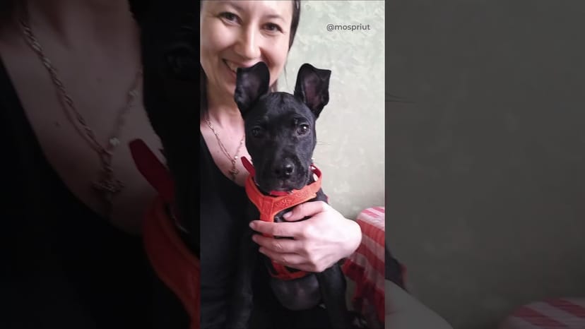 Видео «Щенок Аннабель из приюта Щербинка стала домашней. Теперь её зовут Терри и она счастливая и любимая»