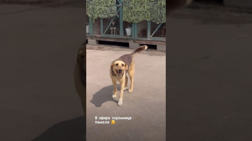 Видео «Красавица и скромница Памела из приюта для собак Щербинка кокетничает перед камерой 🥰»