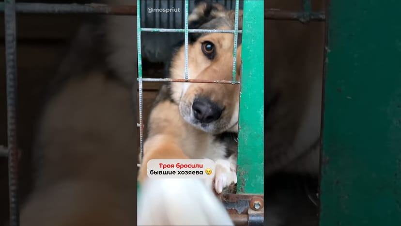 Видео «Вот уже почти полтора года Трой живет в приюте Щербинка и не унывает. #спасеныштрой #собакаизприюта»
