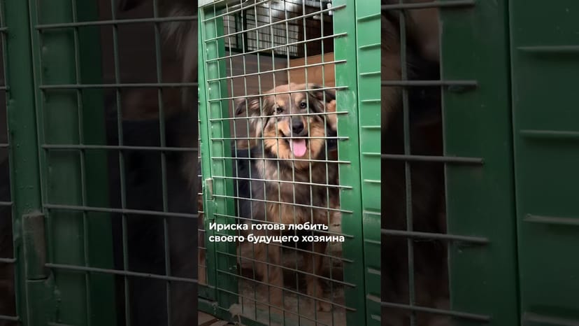 Видео «Собачка Ириска ждёт семью в приюте для собак Щербинка уже несколько лет @mospriut»