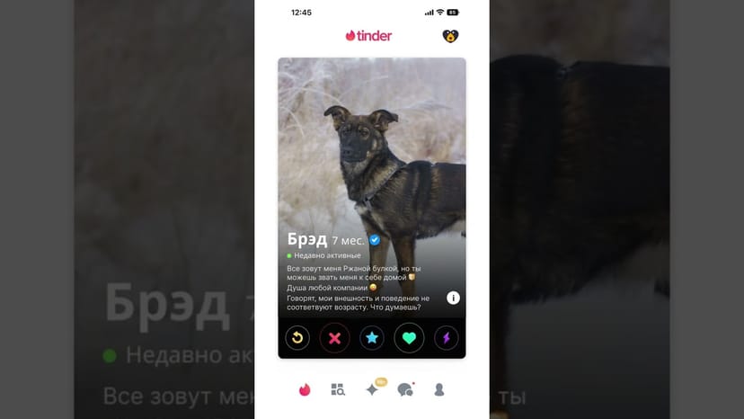 Видео «Мы решили представить, как бы выглядели профили собак из нашего приюта в Тиндере 🤭 #shorts»