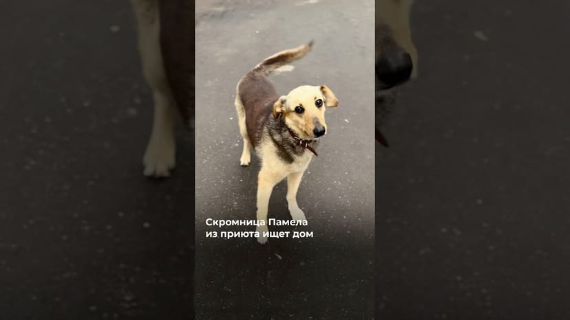 Видео «Скромная собачка Памела из приюта Щербинка стесняется камеры 🥰 @mospriut»