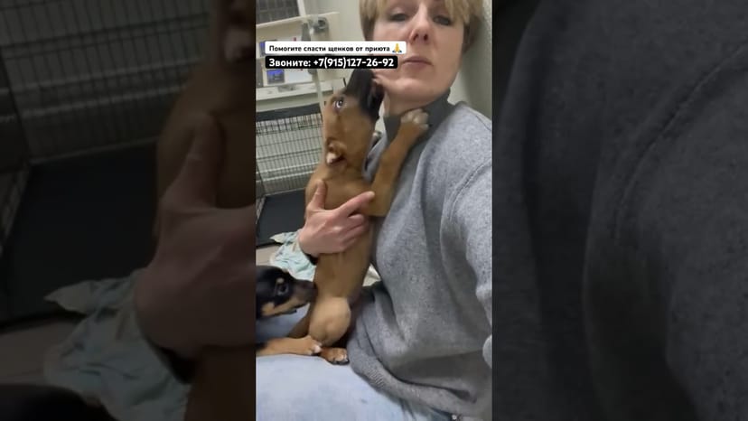 Видео «Помогите спасти маленьких щенят от приюта 🙏 В январе их ждет приют 😥Срочно ищем дом или передержку»