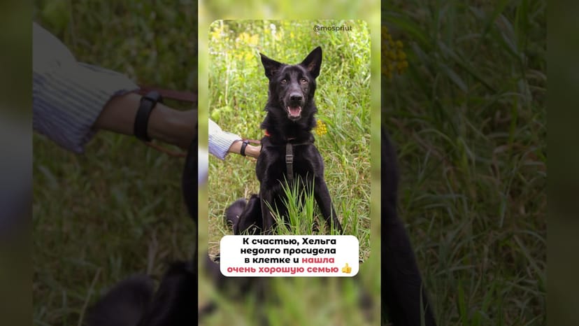 Видео «Хельга из приюта Щербинка передаёт привет из дома спустя 2,5 месяца домашней жизни #shorts»