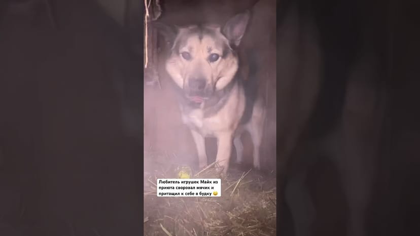 Видео «Колобок Майк из приюта Щербинка своровал и притащил в свою будку мячик для игр 😀 #собакаизприюта»