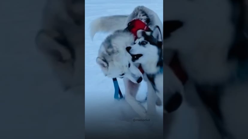 Видео «Привет из дома от хаски Пига из приюта Щербинка. Почти 3 месяца дома 🏠 #собакаизприюта #приютсобак»