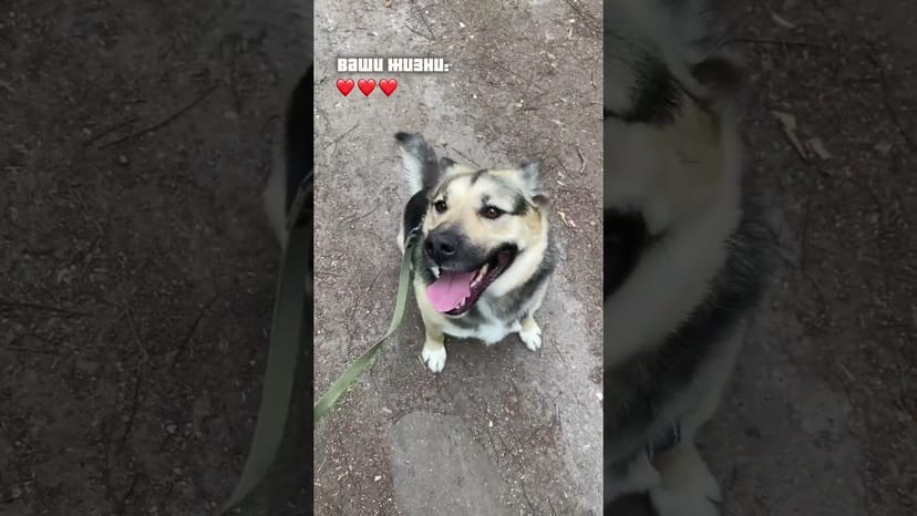Видео «Проходим босса Майка из приюта Щербинка в сложной игре #мосприют #приютщербинка #собакаизприюта»