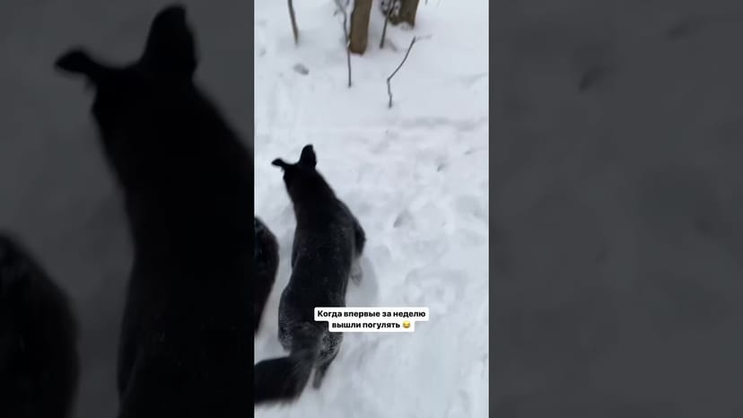 Видео «Маленькая Зара из приюта Щербинка очень радуется прогулке и очень весело бегает по снежному лесу»
