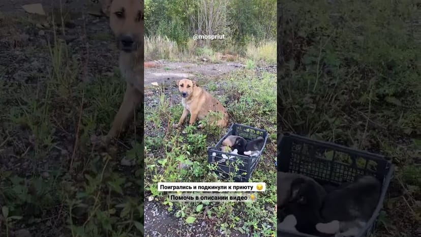 Видео «К приюту Щербинка подкинули почти 30 щенков. Помогите нам купить им корма 🙏 информация в описании»