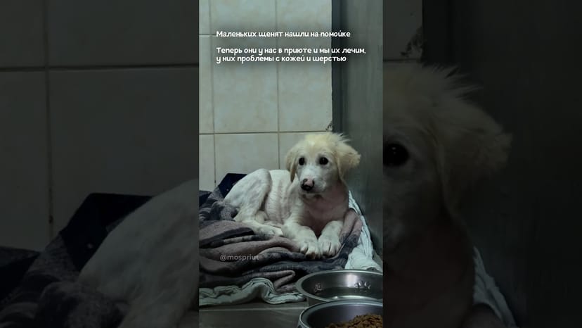 Видео «Выброшенные на мусорку щенки попали в приют для собак Щербинка. Нужно лечение и дом 🙏»