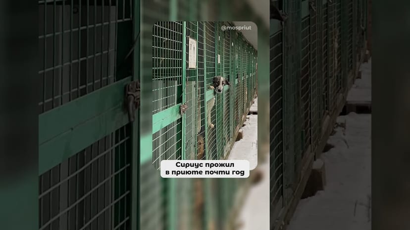 Видео «Привет из дома от Сириуса из приюта Щербинка, Бутово. Рассказываем его историю #shorts»
