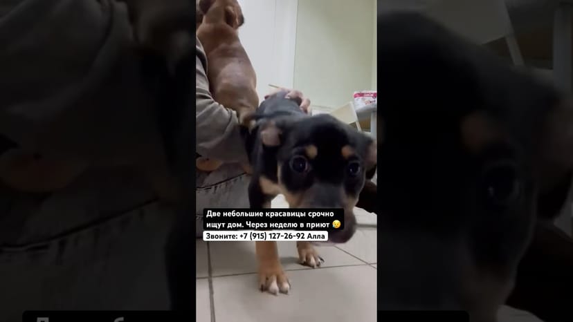 Видео «Две небольшие собачки щенячьего возраста срочно ищут дом. Через неделю их ждет приют😥#щенокизприюта»