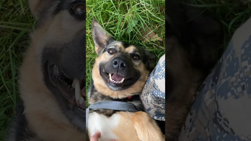 Видео «Чешем Миру из приюта (часть 4) 🐶 МИРОВАЯ ПРЕМЬЕРА! #приютщербинка #мосприют #собакаизприюта»