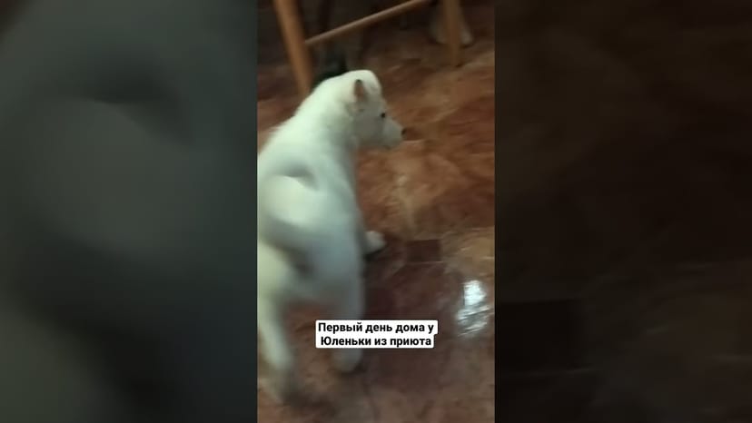 Видео «Юленька из приюта Щербинка сразу после клиники переехала в новый дом и передает из него привет 👋»