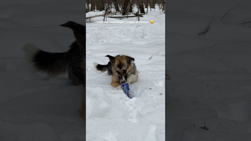 Видео «Эрна из приюта Щербинка развлекаются на прогулке со всем подряд, даже с  мусором, найденным в лесу😀»