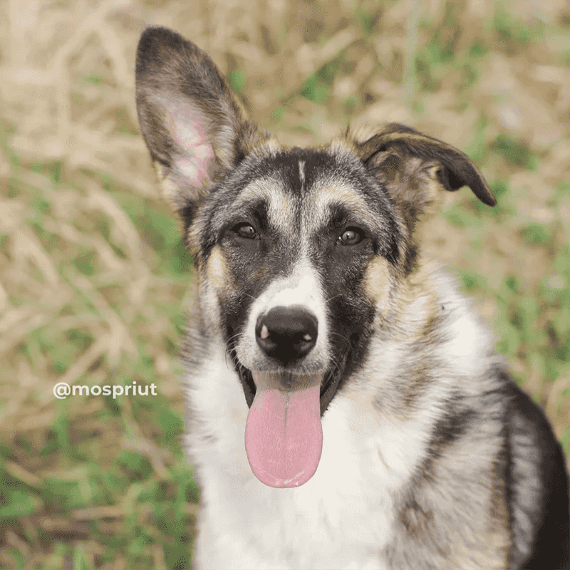 Опущенные уши, грустный взгляд, робкая поза. И всё неспроста, ведь Эрна не дома, а в клетке 😞